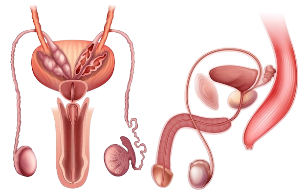 male reproductive organ 1308 85615 removebg preview